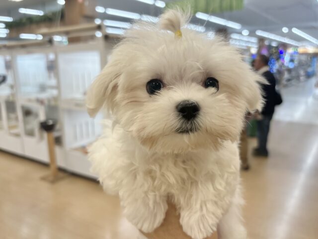 僕の可愛さはどえらいよ〜♥マルチーズくん! マルチーズ