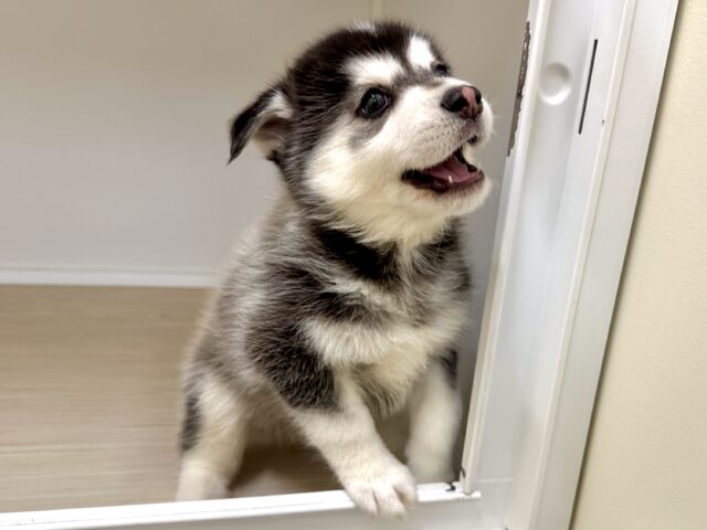 大型新人✨️✨️✨️✨️とっても珍しいミックス犬!ポンスキー男の子 ポンスキー