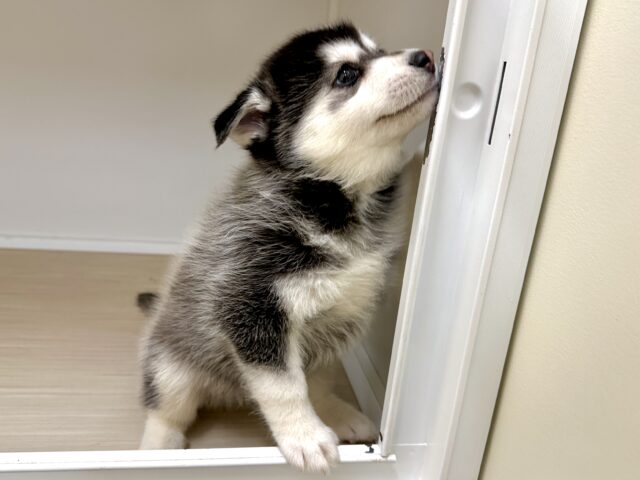 大型新人✨️✨️✨️✨️とっても珍しいミックス犬!ポンスキー男の子 ポンスキー