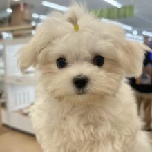 僕の可愛さはどえらいよ〜♥マルチーズくん！