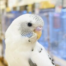 【最新画像】ぴとっ❣️と寄り添い💞セキセイインコちゃん❣️(白ハルクイン)ヒナ