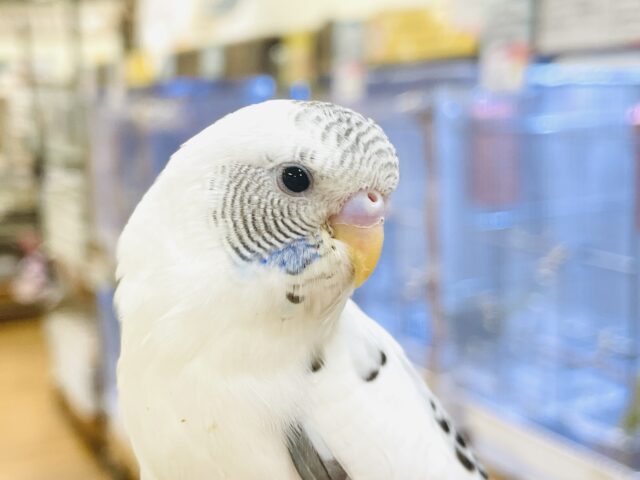 【最新画像】ぴとっ❣️と寄り添い💞セキセイインコちゃん❣️(白ハルクイン)ヒナ