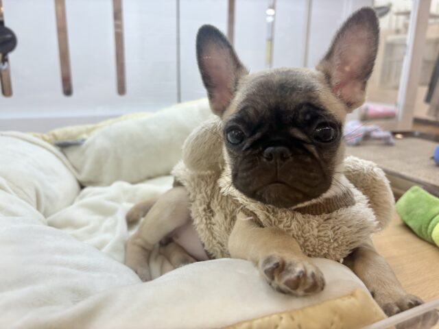 おもちゃを持ってアピール大会開幕!?パグブルちゃん! パグブル