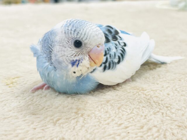 【最新画像】ワタワタ妖精参上‼️✨️セキセイインコ(パイド)ヒナ