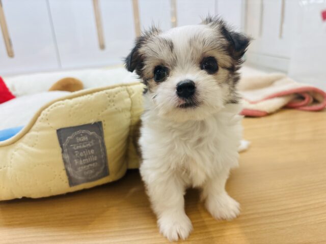 チワマル（マルチワ）