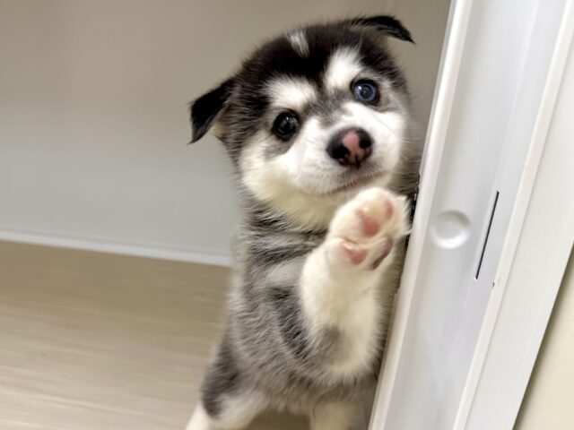 大型新人✨️✨️✨️✨️とっても珍しいミックス犬!ポンスキー男の子 ポンスキー