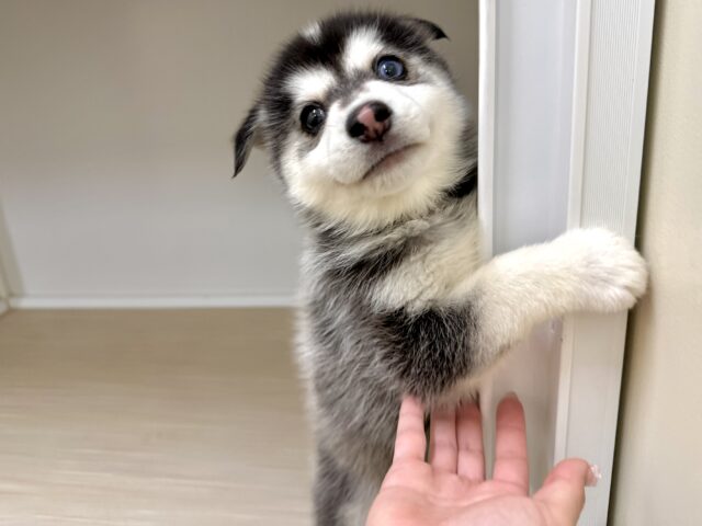 大型新人✨️✨️✨️✨️とっても珍しいミックス犬!ポンスキー男の子 ポンスキー