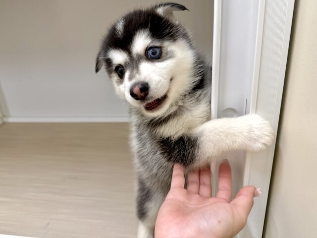 大型新人✨️✨️✨️✨️とっても珍しいミックス犬!ポンスキー男の子 ポンスキー