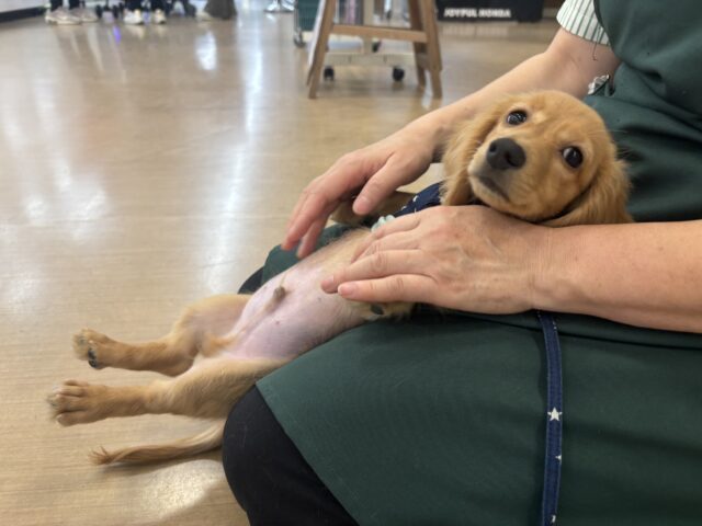 ミニチュアダックス