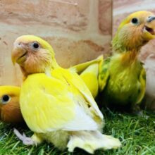 【☆延長☆】「小桜インコ🐦＆文鳥🐤」フェア開催！！🔥🔥