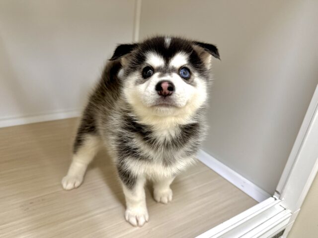 大型新人✨️✨️✨️✨️とっても珍しいミックス犬!ポンスキー男の子 ポンスキー