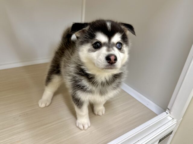 大型新人✨️✨️✨️✨️とっても珍しいミックス犬!ポンスキー男の子 ポンスキー