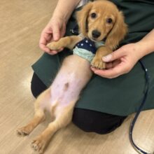 超ホヤホヤ最新画像✨僕の可愛さで困らせちゃう♡ミニチュアダックスフンドくん！