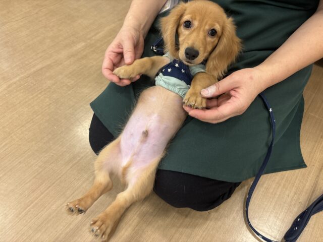 超ホヤホヤ最新画像✨僕の可愛さで困らせちゃう♡ミニチュアダックスフンドくん！