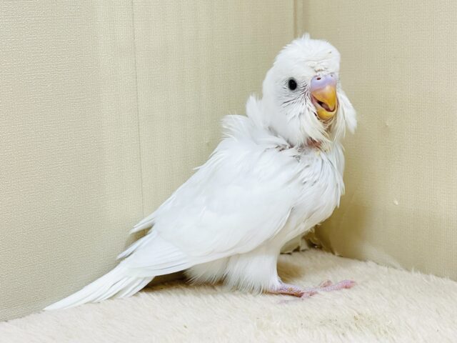 梵天セキセイインコ