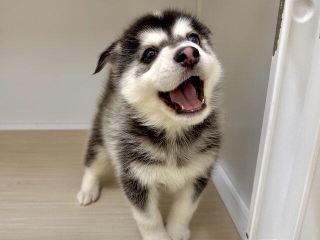 大型新人✨️✨️✨️✨️とっても珍しいミックス犬!ポンスキー男の子 ポンスキー