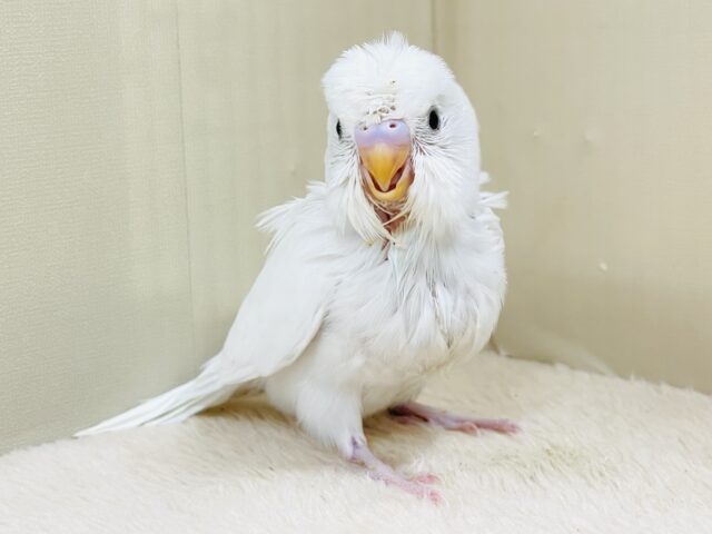梵天セキセイインコ