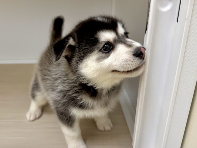 大型新人✨️✨️✨️✨️とっても珍しいミックス犬!ポンスキー男の子 ポンスキー