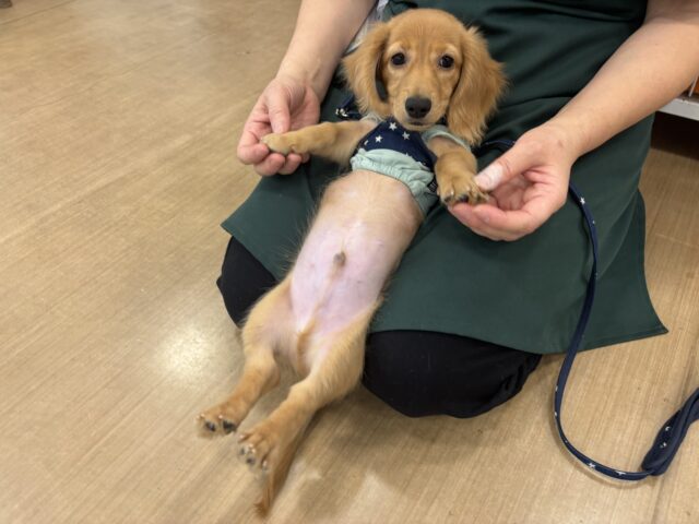 ミニチュアダックス