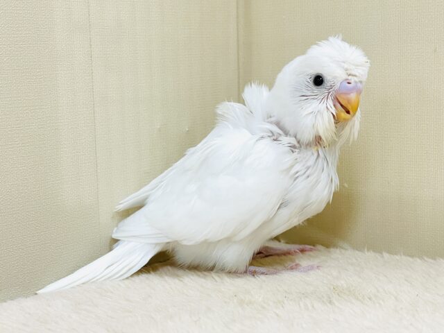 梵天セキセイインコ