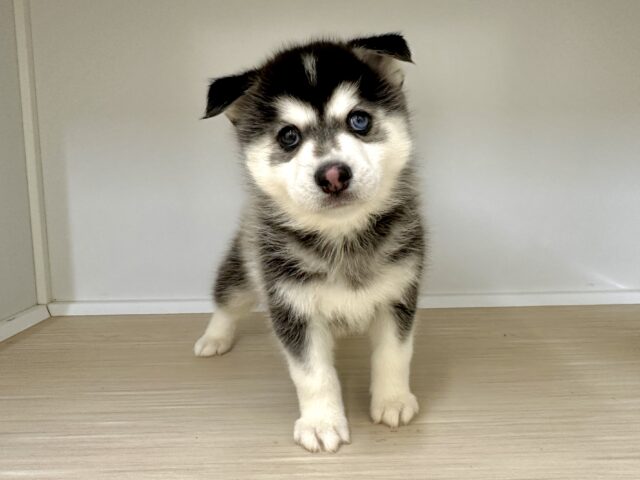 大型新人✨️✨️✨️✨️とっても珍しいミックス犬!ポンスキー男の子 ポンスキー