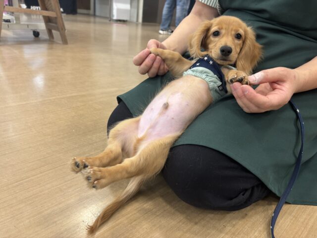 超ホヤホヤ最新画像✨僕の可愛さで困らせちゃう♡ミニチュアダックスフンドくん! ミニチュアダックス