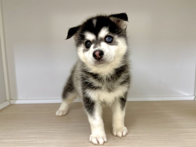 大型新人✨️✨️✨️✨️とっても珍しいミックス犬!ポンスキー男の子 ポンスキー