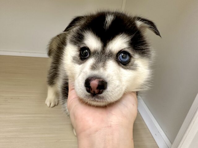 大型新人✨️✨️✨️✨️とっても珍しいミックス犬!ポンスキー男の子 ポンスキー