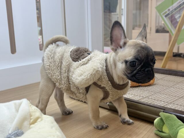 おもちゃを持ってアピール大会開幕!?パグブルちゃん! パグブル