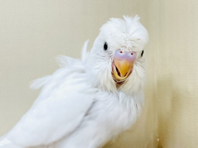 お花咲いたよ〜セキセイインコ（ダブルファクター）ヒナ