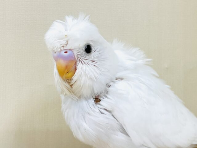 梵天セキセイインコ