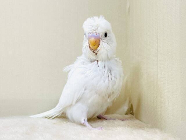梵天セキセイインコ