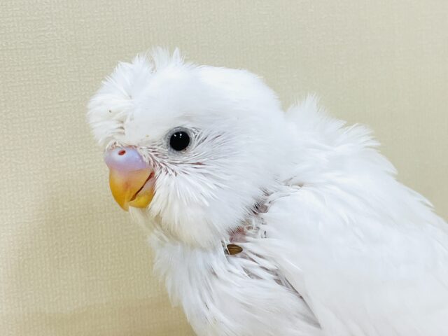 梵天セキセイインコ