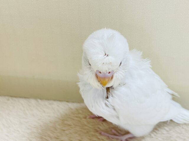 梵天セキセイインコ
