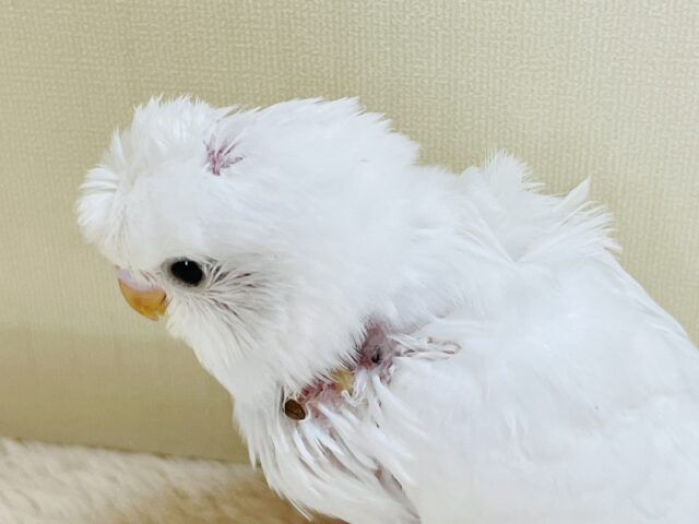 梵天セキセイインコ