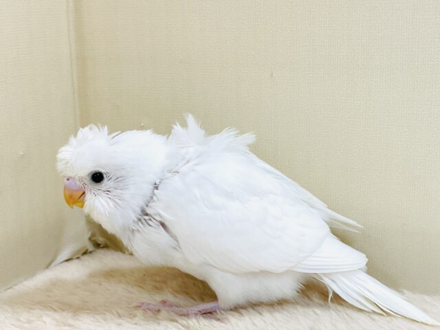 梵天セキセイインコ