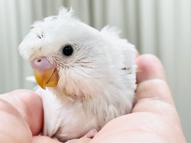 梵天セキセイインコ