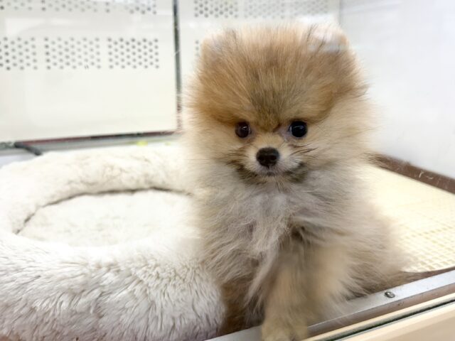ポメラニアン