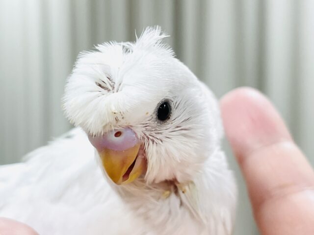 梵天セキセイインコ