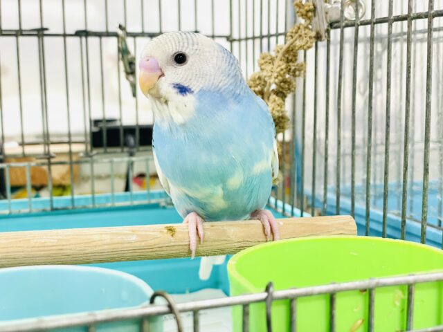 【最新画像】青空のような爽やかカラー🩵セキセイインコ(パイド)ヒナ セキセイインコ