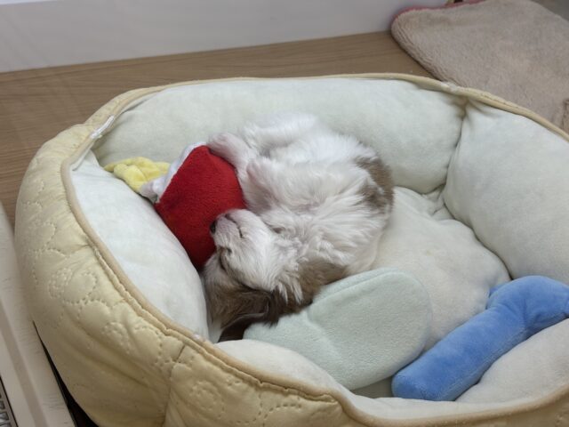 チワマル（マルチワ）