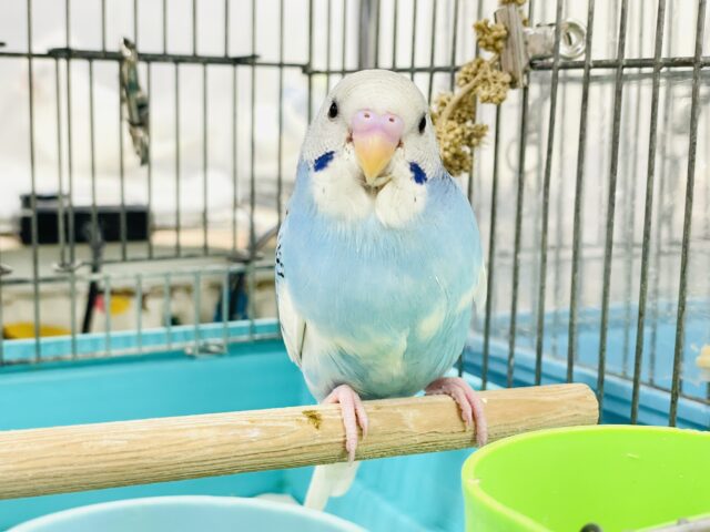 【最新画像】青空のような爽やかカラー🩵セキセイインコ(パイド)ヒナ セキセイインコ