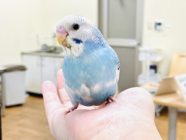 【最新画像】青空のような爽やかカラー🩵セキセイインコ(パイド)ヒナ セキセイインコ