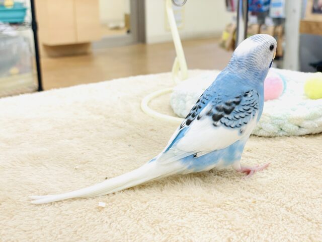 【最新画像】青空のような爽やかカラー🩵セキセイインコ(パイド)ヒナ セキセイインコ