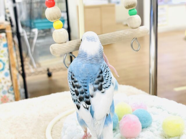 【最新画像】青空のような爽やかカラー🩵セキセイインコ(パイド)ヒナ セキセイインコ
