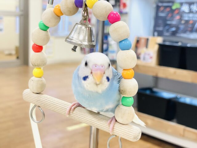 【最新画像】青空のような爽やかカラー🩵セキセイインコ(パイド)ヒナ セキセイインコ