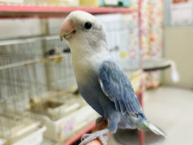 「小桜インコ🐦&文鳥🐤」フェア開催!!🔥🔥 説明画像です