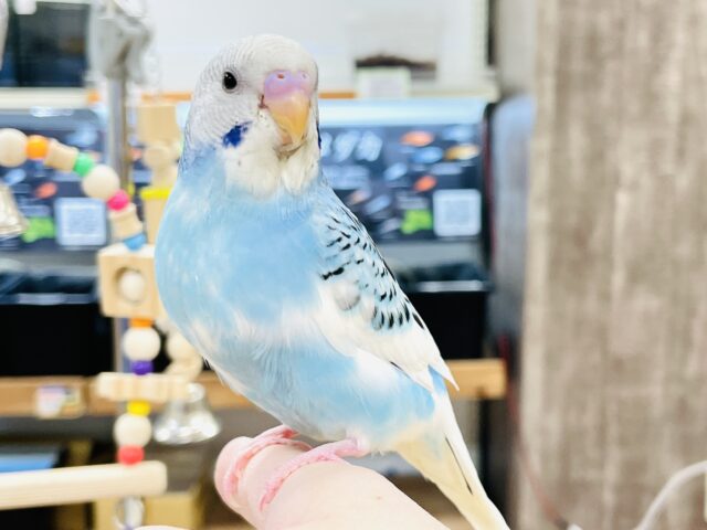 【最新画像】青空のような爽やかカラー🩵セキセイインコ(パイド)ヒナ セキセイインコ