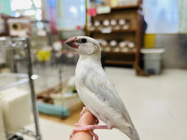 「小桜インコ🐦&文鳥🐤」フェア開催!!🔥🔥 説明画像です