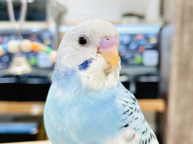 【最新画像】青空のような爽やかカラー🩵セキセイインコ(パイド)ヒナ セキセイインコ